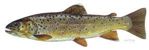 Brown trout