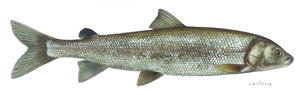 Mountain Whitefish