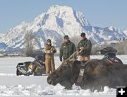 Moose study in Jackson. Photo by Wyoming Game & Fish Department.