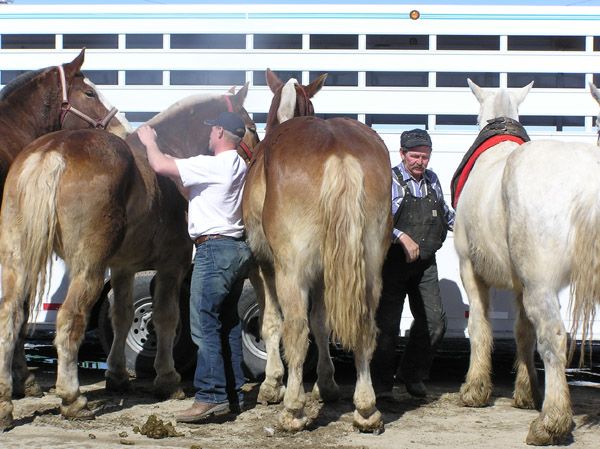 Big Horses. Photo by Pinedale Online.