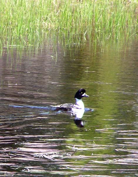 Barrows Goldeneye. Photo by Pinedale Online.