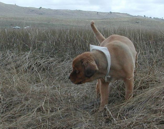 Bronco Explores. Photo by Pinedale Online.