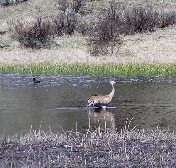 Sandhill Crane. Photo by Pinedale Online.