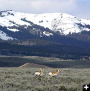 Antelope everywhere. Photo by Pinedale Online.