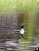 Barrows Goldeneye. Photo by Pinedale Online.