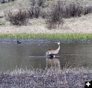 Sandhill Crane. Photo by Pinedale Online.