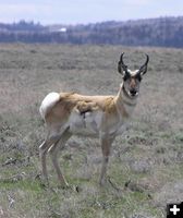 Mangled Antelope. Photo by Pinedale Online.