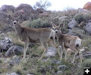 Fremont Deer. Photo by Pinedale Online.