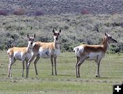 Pregnant Antelope. Photo by Pinedale Online.