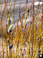 Willows budding out. Photo by Pinedale Online.