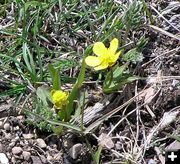 Yellow Buttercups. Photo by Pinedale Online.