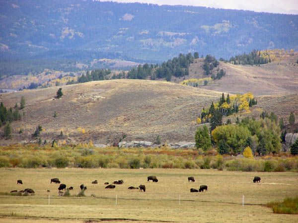 Hoback Bison. Photo by Pinedale Online.