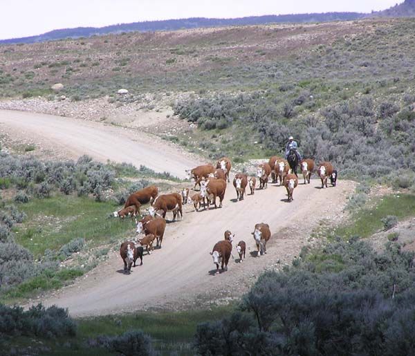 Cattle Drive. Photo by Pinedale Online.