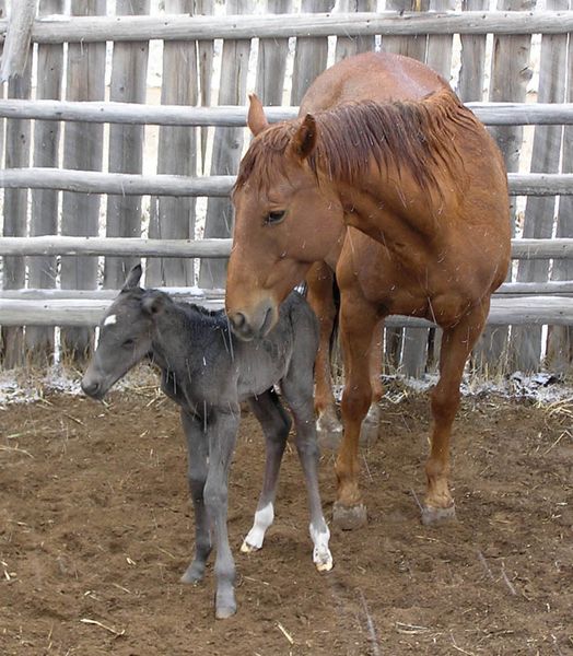 New filly. Photo by Pinedale Online.