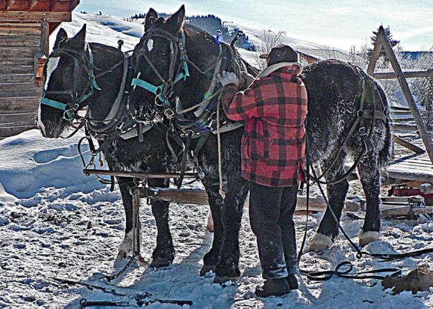 Hitching up the team. Photo by Barbara Ellwood.