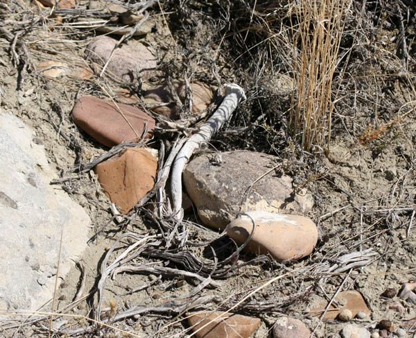 Spike deer shed. Photo by Clint Gilchrist, Pinedale Online.