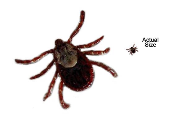 Ticks are out. Photo by Pinedale Online.