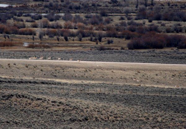 Stragglers cross. Photo by Clint Gilchrist, Pinedale Online.