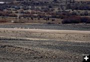 Stragglers cross. Photo by Clint Gilchrist, Pinedale Online.