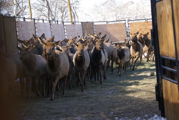 Herded. Photo by Cat Urbigkit, Pinedale Online.