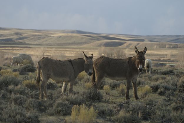 Range Home. Photo by Cat Urbigkit.