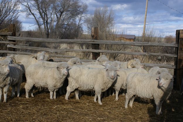 Penned. Photo by Cat Urbigkit, Pinedale Online.