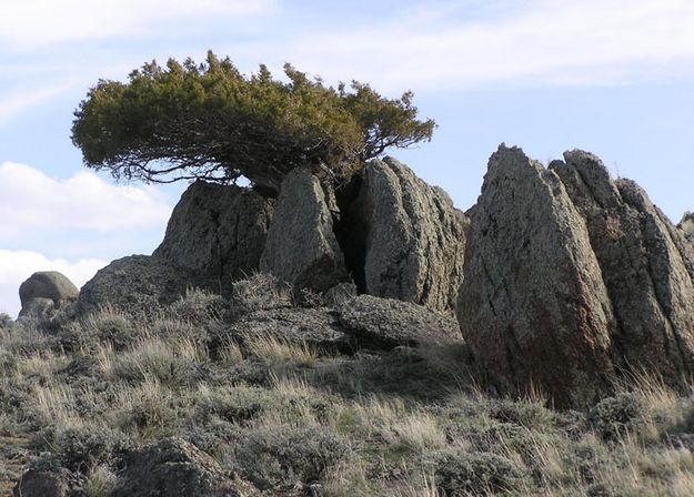 Tree in rock. Photo by Alan Svalberg, Jason Brown.