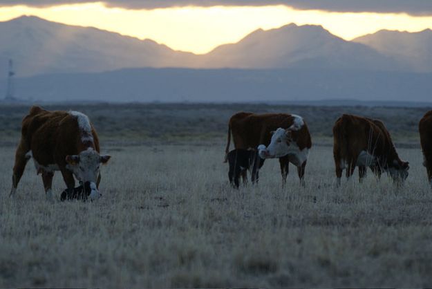 Newborn Calves. Photo by Cat Urbigkit, Pinedale Online.