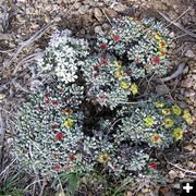 Desert Wildflowers. Photo by Jason Brown, Alan Svalberg.