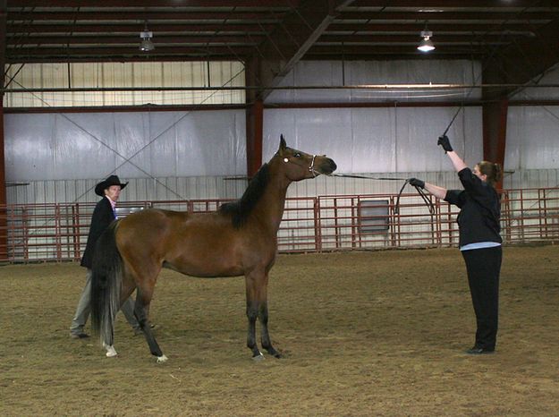 Before the Judge. Photo by Pam McCulloch.