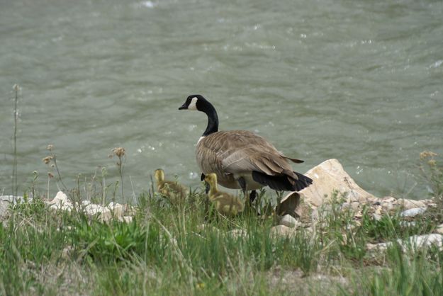 Goslings. Photo by Cat Urbigkit, Pinedale Online.