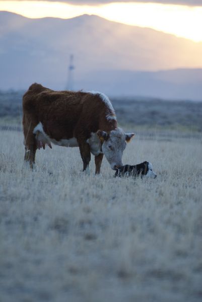 Hereford Pair. Photo by Cat Urbigkit.