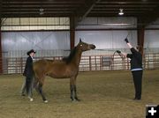 Before the Judge. Photo by Pam McCulloch.