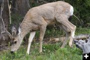 Velvet Mule Deer. Photo by Cat Urbigkit, Pinedale Online.