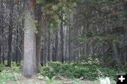 Horse Creek trees. Photo by Dawn Ballou, Pinedale Online.