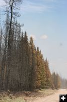 Scorched trees. Photo by Dawn Ballou, Pinedale Online.