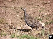 Sagegrouse in the open. Photo by Pinedale Online.