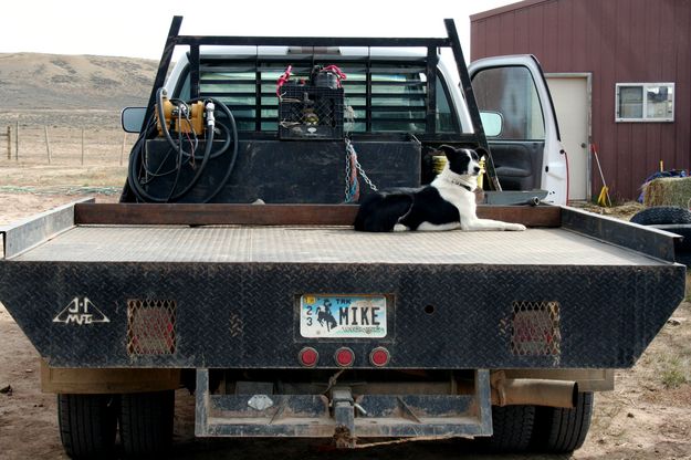 Loyal Helper. Photo by Joy Ufford.