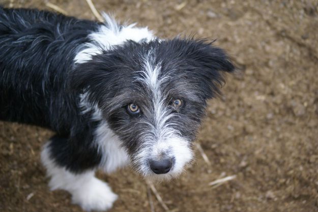 Intent Pup. Photo by Cat Urbigkit.