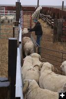 Sorting gate. Photo by Cat Urbigkit.