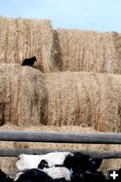 Cat over cattle. Photo by Joy Ufford.