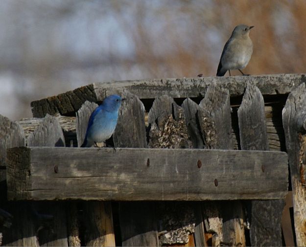 Bluebirds. Photo by Cat Urbigkit.