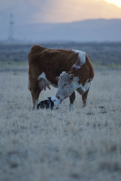 Good Morning Baby. Photo by Cat Urbigkit.