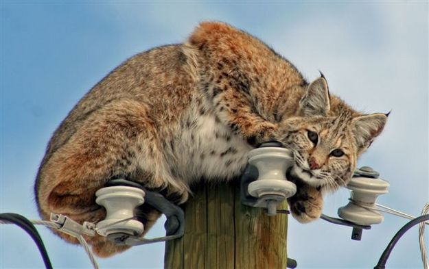 Bobcat. Photo by Carie Whitman.