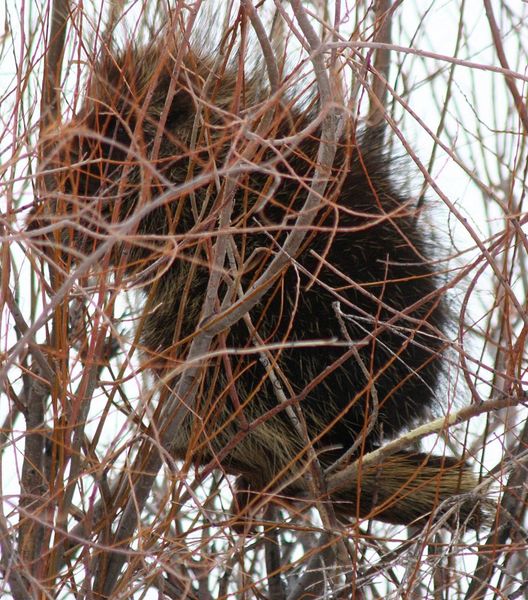 In the Willows. Photo by Clint Gilchrist, Pinedale Online.