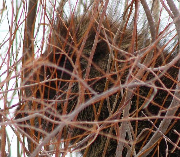 Up Close Porcupine. Photo by Clint Gilchrist, Pinedale Online.