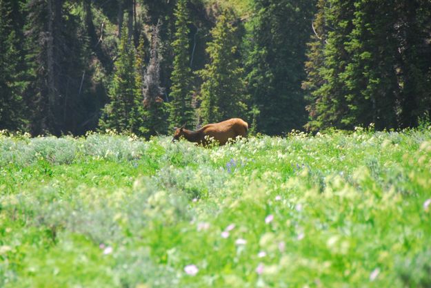 Cow Elk and Wildflowers. Photo by Julie Soderberg.