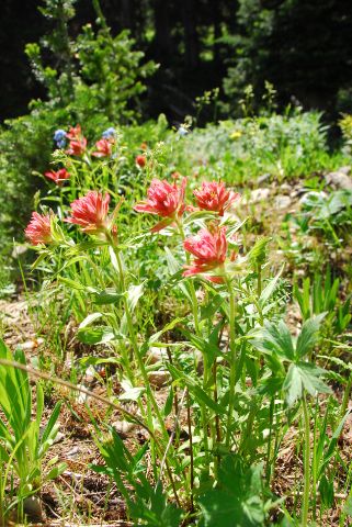 Indian Paintbrush. Photo by Julie Soderberg.