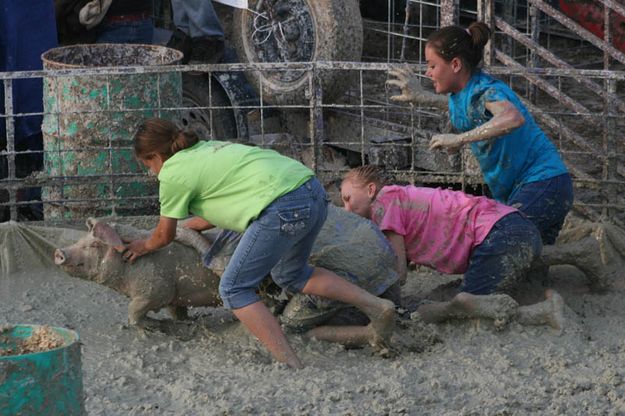 Pink Porkers. Photo by Dawn Ballou, Pinedale Online.