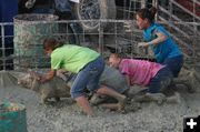 Pink Porkers. Photo by Dawn Ballou, Pinedale Online.